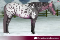 Horse Color:White Spotted Buckskin Merle Appaloosa Rabicano 
