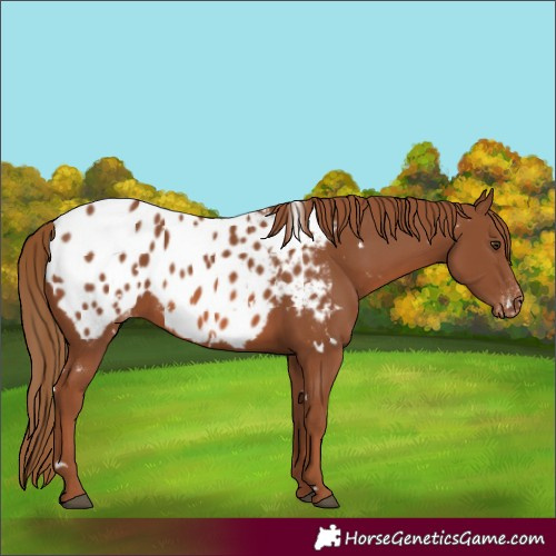 Horse Color:White Spotted Chestnut Appaloosa Rabicano 