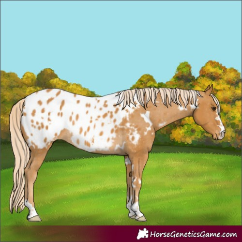 Horse Color:White Spotted Palomino Appaloosa Rabicano 