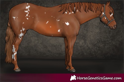 Horse Color:White Spotted Chestnut 