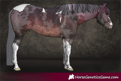 Horse Color:Bay Merle Tobiano Rabicano