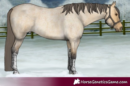 Horse Color:Buckskin Roan Dun Merle Tobiano 