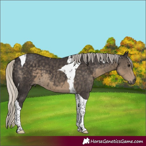 Horse Color:Silver Smoky Black Tobiano