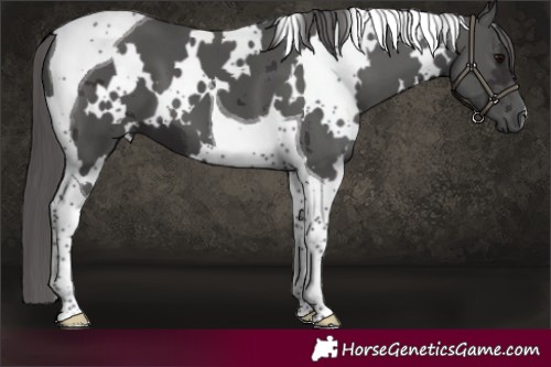 Horse Color:White Spotted Smoky Black Merle Tobiano 