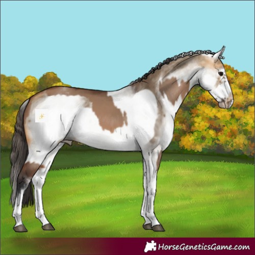 Horse Color:White Spotted Bay Dun  and White Spotted Buckskin Dun Frame 