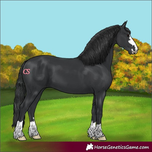 Horse Color:Black 