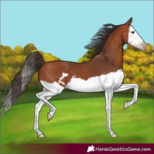 Horse Color:Bay Splash Frame 