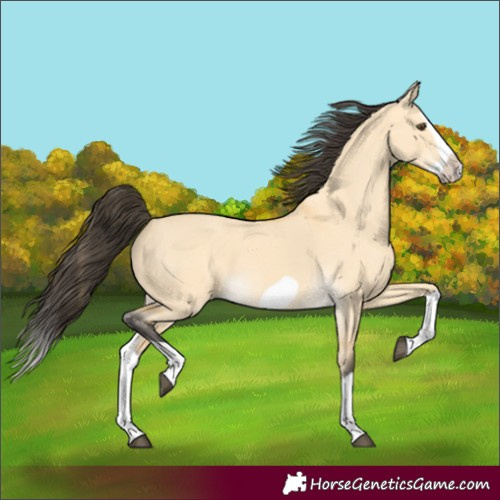 Horse Color:Buckskin Dun Splash Frame