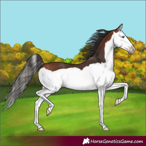 Horse Color:Bay Splash Frame 