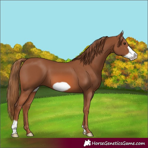 Horse Color:Chestnut Frame 