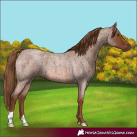 Horse Color:Red Roan