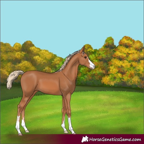 Horse Color:Chestnut 