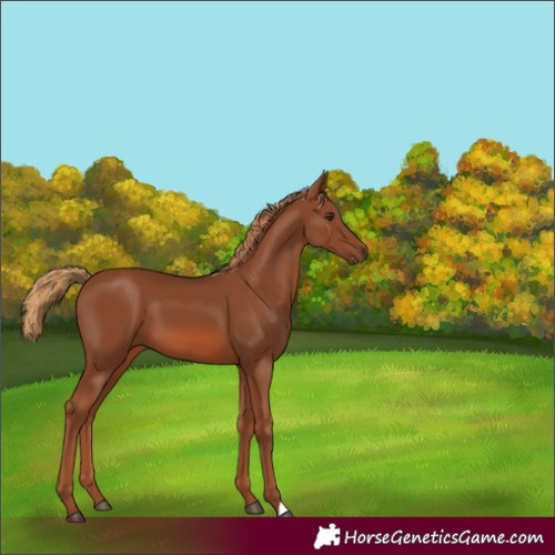 Horse Color:Chestnut 