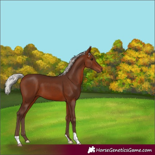Horse Color:Silver Brown