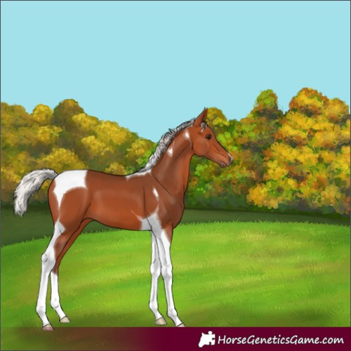 Horse Color:Silver Bay Tobiano 