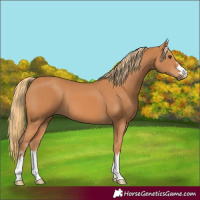 Horse Color:Chestnut 