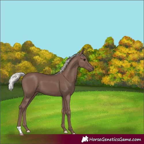 Horse Color:Silver Black 