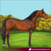 Horse Color:Bay 