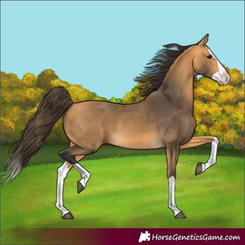Horse Color:Buckskin Splash 