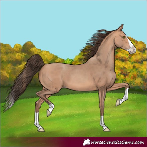 Horse Color:Amber Champagne Splash 