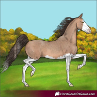 Horse Color:Amber Champagne Splash 