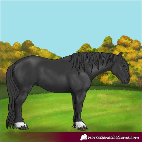 Horse Color:Black 