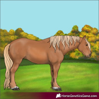 Horse Color:Chestnut 