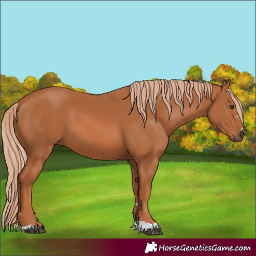 Horse Color:Chestnut 