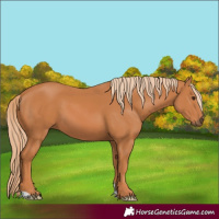 Horse Color:Chestnut 