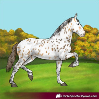 Horse Color:Buckskin Near Leopard 