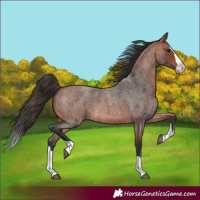 Horse Color:Bay Roan Splash 