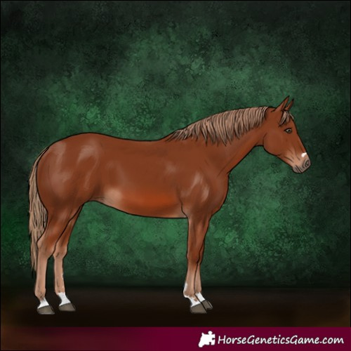 Horse Color:Chestnut 