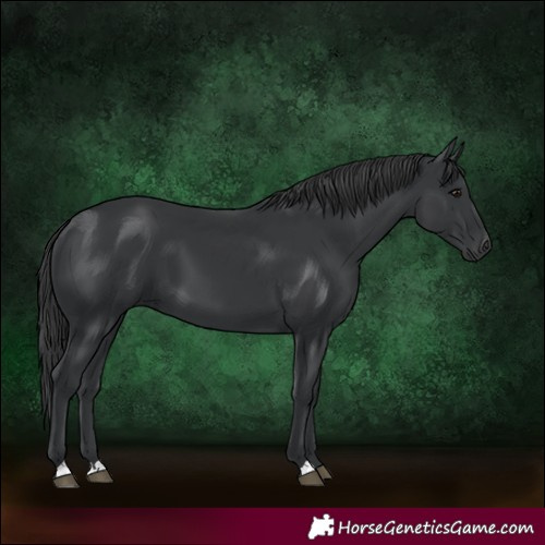 Horse Color:Black 
