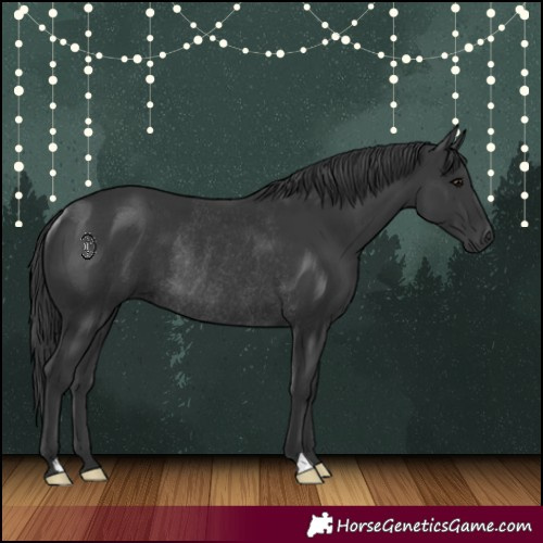 Horse Color:Black Rabicano 