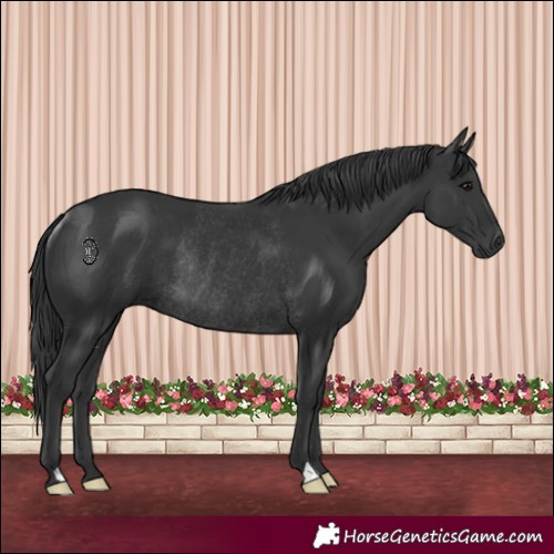 Horse Color:Black Rabicano 