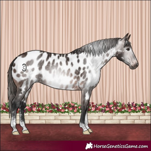 Horse Color:Gray Bay Sabino Appaloosa Rabicano 