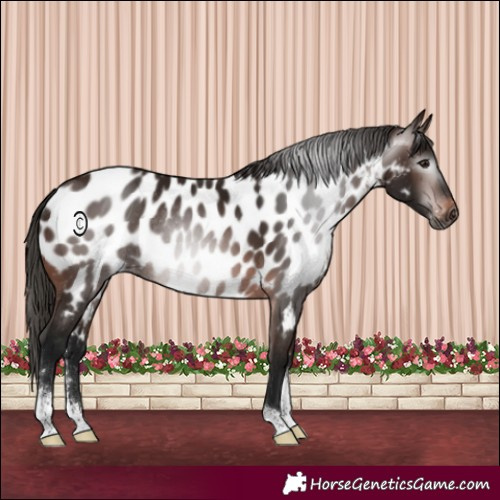 Horse Color:Gray Bay Sabino Appaloosa Rabicano 