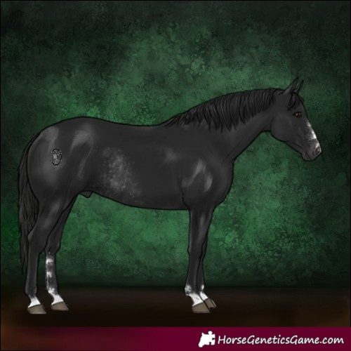 Horse Color:Gray Black Rabicano 