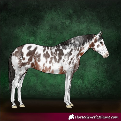 Horse Color:Brown Sabino Near Leopard Rabicano 