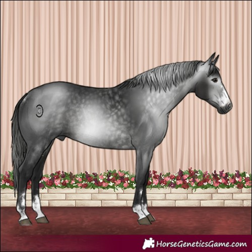 Horse Color:Gray Smoky Black Rabicano 