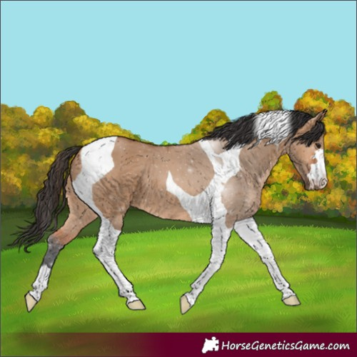Horse Color:Bay Dun Tobiano 