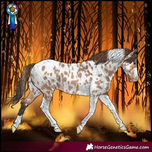 Horse Color:Bay Dun Tobiano Near Leopard 