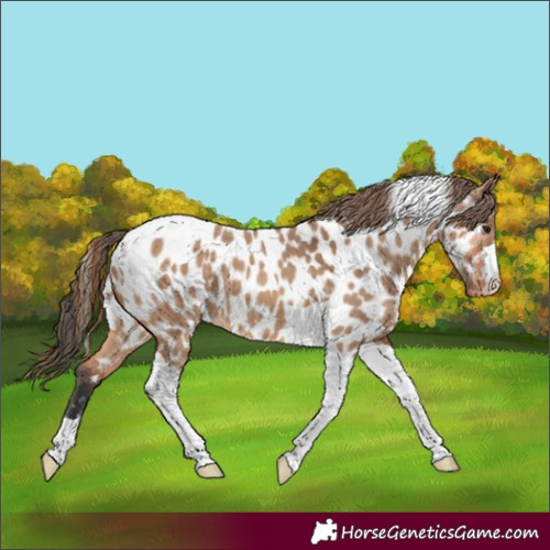 Horse Color:Bay Dun Tobiano Appaloosa 
