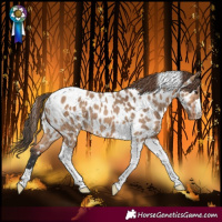 Horse Color:Bay Dun Tobiano Near Leopard