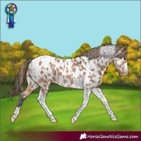 Horse Color:Bay Dun Tobiano Near Leopard