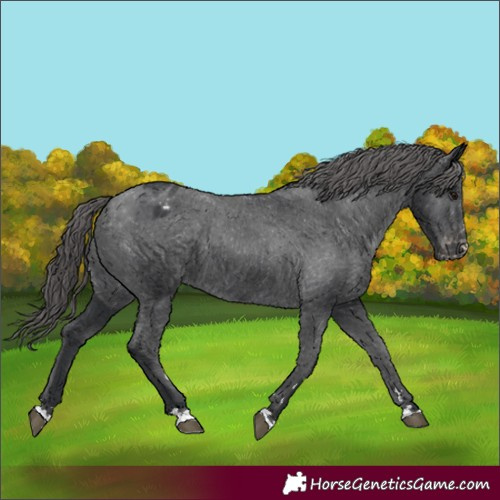 Horse Color:Black Varnish 