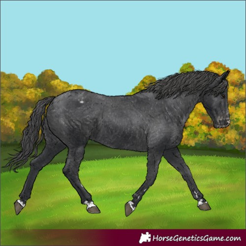 Horse Color:Black Appaloosa 