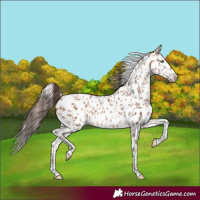 Horse Color:Amber Champagne Appaloosa and Amber Champagne Appaloosa