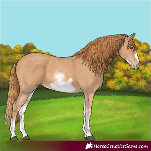 Horse Color:White Spotted Chestnut Sabino Frame