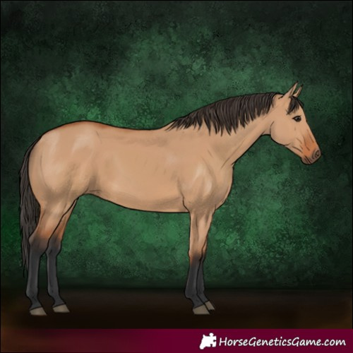 Horse Color:Bay Dun 